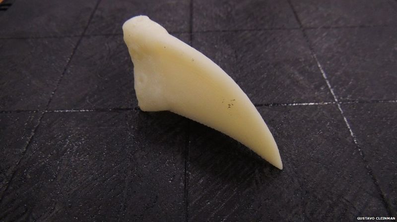 大嘴鳥的3D列印假喙