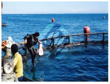 乾淨的海域可作箱網養殖。
