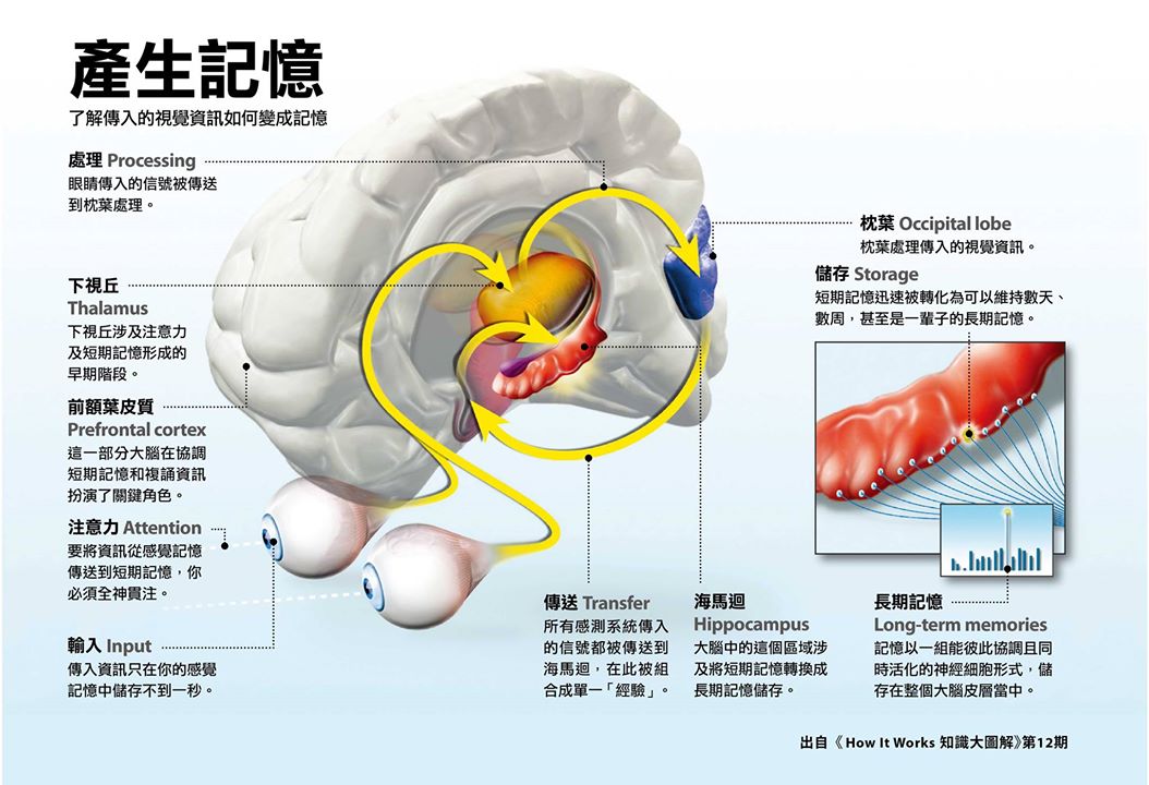 記憶形成的腦內機制圖解。本圖節錄自《How It Works 知識大圖解 國際中文版》第 12 期（2015 年 9 月號），全見版請點擊本圖放大。
