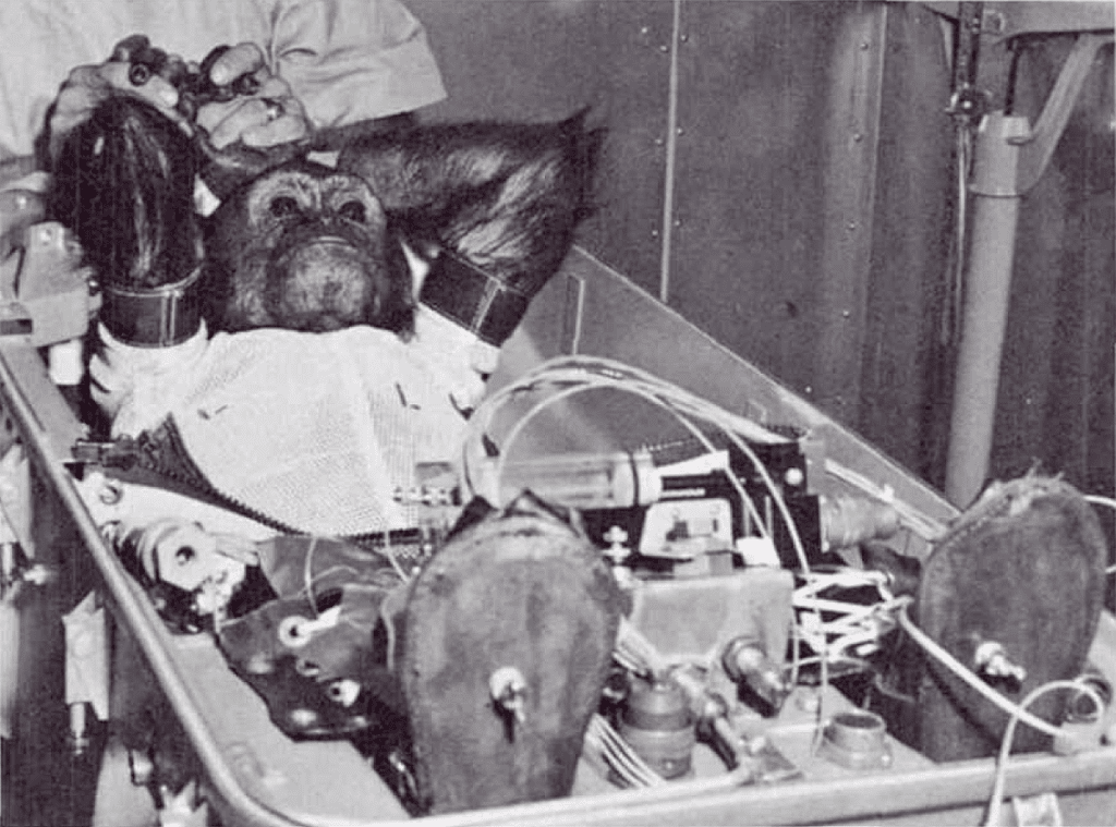1961 年搭乘太空船完成次軌道飛行的黑猩猩 Enox。 圖片來源：Wikipedia