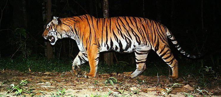 在泰國 Hua Kha Kheng 野生動物保護區設置的自動攝影機拍下的老虎影像。圖片來源：http://www.sospecies.org/