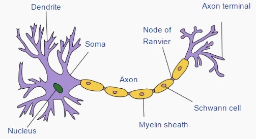 神經細胞示意圖。圖片來源：wikipedia